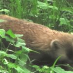 【ひるぜん日記】７月上旬（生き物編）