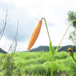 【ひるぜん日記】7月上旬の郷原湿地