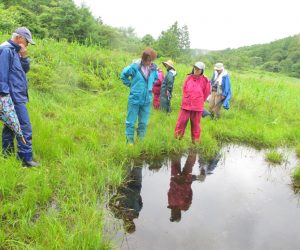 大きなヤチマナコ　上蒜山とアゼチとの山間の湿原