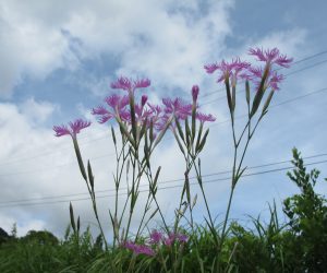 【郷原湿地　カワラナデシコ】