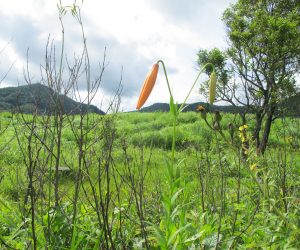 【郷原湿地　コオニユリ】コオニユリやキキョウはこれから、 ユウスゲはたくさん株がありますが夕方6時ころから朝8時ころまでです