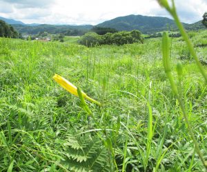 【 郷原湿地　ユウスゲ】花径が沢山あります、 夕方咲くのでユウスゲ、夕方6時ころに咲き朝8時ころにしぼみます