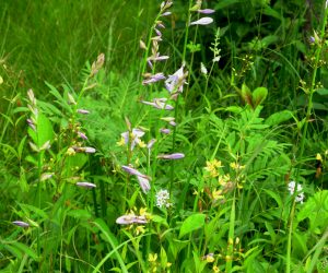 【郷原湿地　コバギボウシと草レダマ】