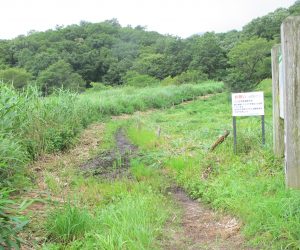 【草刈後の登山道】左側も湿地ですが手が回らないのでご覧のとうり原野です。