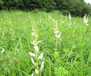 【チダケサシ】チチタケが採れた時にこの花の茎に刺して持ち帰ったのでこの名前があるとの事です。