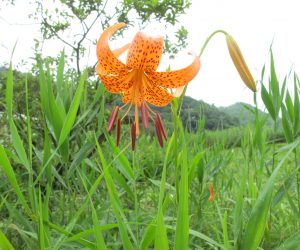 7月1５日　コオニユリ