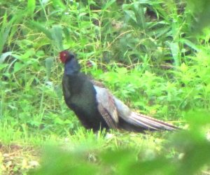 【７/１　キジ】  キジの雄が連日裏の休耕地で鳴いていますがなかなか姿を見せません