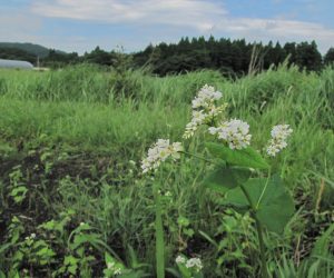 【７/2　蕎麦の花】 去年のこぼれ種、蒜山は秋蕎麦、耕転してこれから種をまきます。