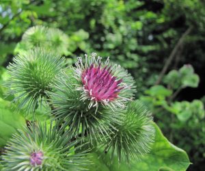 7月11日　ゴボウの花