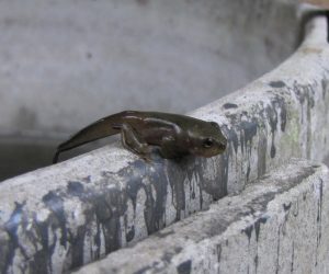 モリアオガエル  尻尾を付けた状態で水から離れます