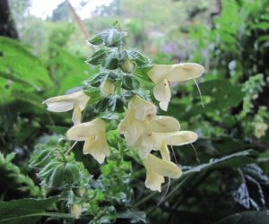 9月8日　黄花アキギリ　虫が花に止まると長く突き出た雄蕊が虫の背中について花粉を他の花に運んでもらう