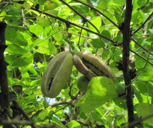 9月10日　五葉アケビ　実は野鳥やイタチの餌に、地面に落ちたものはタヌキの餌です