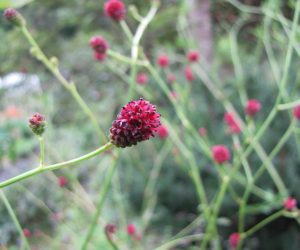 12日　ワレモコウ　吾亦紅　この花も赤い花？