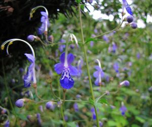 17日　カリガネソウ　この花には触らないで、すごい悪臭です。