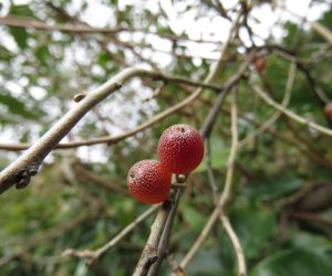 10 /10　秋グミ　実は小さいし皮の所は渋い