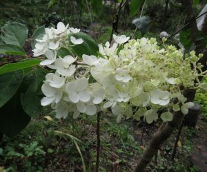 10 /10　ノリウツギ　初夏に咲く花が今頃咲いています