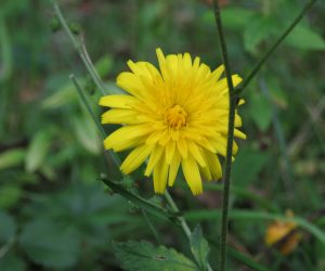 10/11　ブタナ　初夏の花ですが季節はずれにも時々咲いているのを見かけます