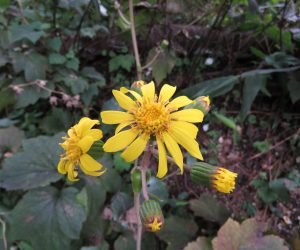 10/11　ツワブキ　海岸の植物なので蒜山には自生していません