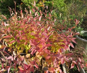 10/20　キキョウの紅葉