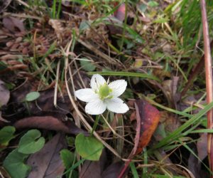 ウメバチ草　草刈の後にまた花径を伸ばしてちょっと遅れて咲きました。 郷原湿地の周辺は野草の宝庫です。