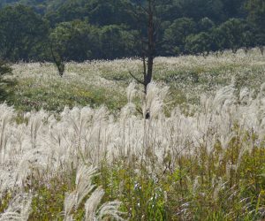 ススキ　郷原湿地の周りはススキの草原地元の人たちが、毎年春に山焼きをして木やササが生えないようこの草原を守っています。