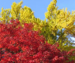 11/12　モミジとイチョウ 徳山神社の紅葉