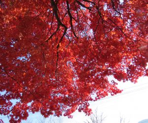 11/12　徳山神社の紅葉