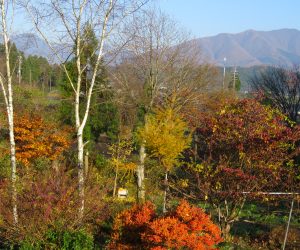 11/20　茅部野の紅葉と上蒜山