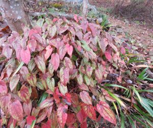 11/28 イカリ草の紅葉