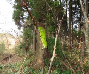 12/9 モンキアゲハの幼虫 葉の落ちた山椒にしがみついていました。果たして無事に蛹になることが出来るのでしょうか？