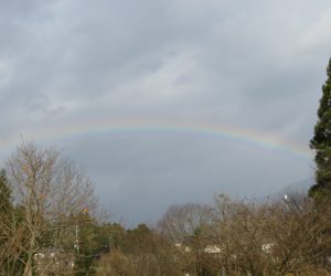 12/9 虹 時雨の虹は低い所へ出来るので平らな虹になります