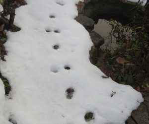 12/20　残雪にウサギの足跡 近くに住んでいるのに雪が積もらないと家の庭に来てくれません