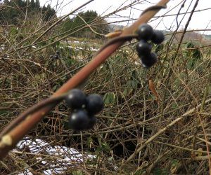 12 /21  三角ズルの実   この実も冬の野鳥の餌