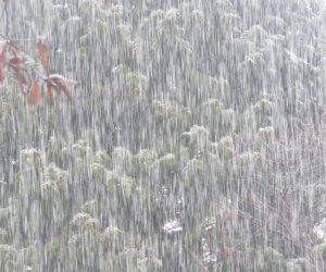 12 /24  水雪  水分をたっぷり含んでまっすぐに落ちてきます、この雪が降ると電線が切れたり杉やヒノキがイナバウワー、落葉樹さえ枝だ折れや倒木が出ます。