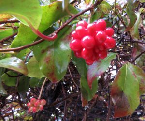 12 /24  サネカズラの実  この実も冬の野鳥の餌