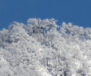 12 /30  上蒜山山頂の樹氷  茅部野より