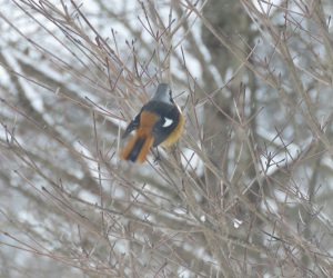 １/16   ジョウビタキの雄