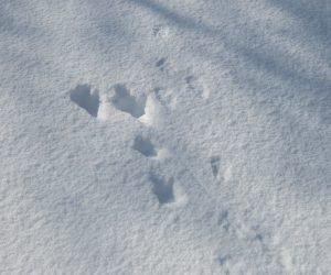 １/18   ウサギの足跡　左は行き、右は帰り、夜の初めは雪が凍っていないので深い足跡、帰りの明け方は雪が凍って浅い足跡