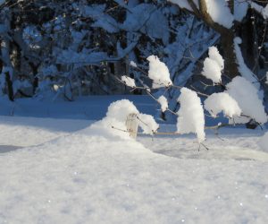 １/25 積雪12㎝　メジャーは125㎝まで 13年間の最高積雪