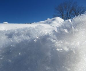 １/26 雪の霜柱　白樺の丘付近にて