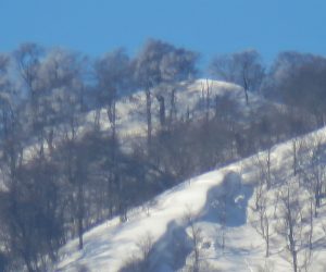 2/2  上蒜山三角点付近　茅部野の西の方から三角点付近がわずかに見えます。