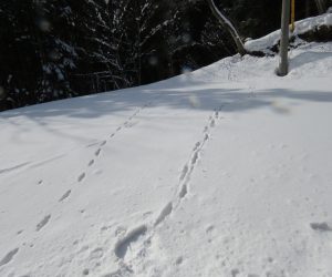 2/8   狸（右）と狐（左）の足跡　キツネは左右の足跡がほぼ直線上。 タヌキと犬は左右にずれています。