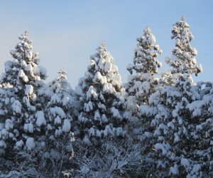 2/12  防風林のヒノキに着雪