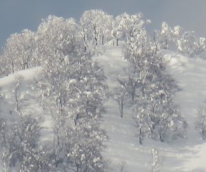 2/12  上蒜山山頂  山頂のブナ林に着雪 茅部野より撮影