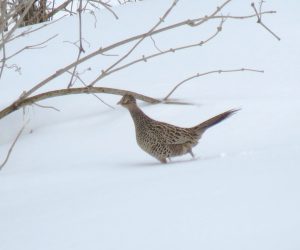 2/19  キジの雌  酪大牧草地にて撮影