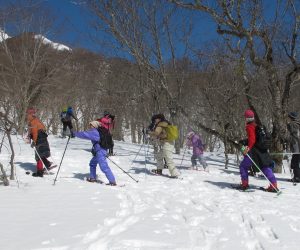 【スノーシュー巨木探索ツアー】　ブナの巨木まであと少し