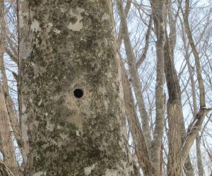 【スノーシュー巨木探索ツアー】キツツキの巣穴