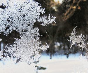 2/22 窓の霜　氷点下５度以下に下がると窓ガラスに霜が付きます