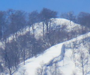 2/28 上蒜山三角点付近　1199.7m  茅部野より　三角点はブナなどに囲まれ展望は望めません