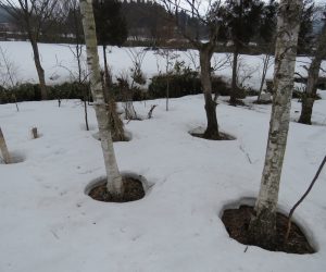 ３/6   雪解け　木の周りから雪が消えていきます。